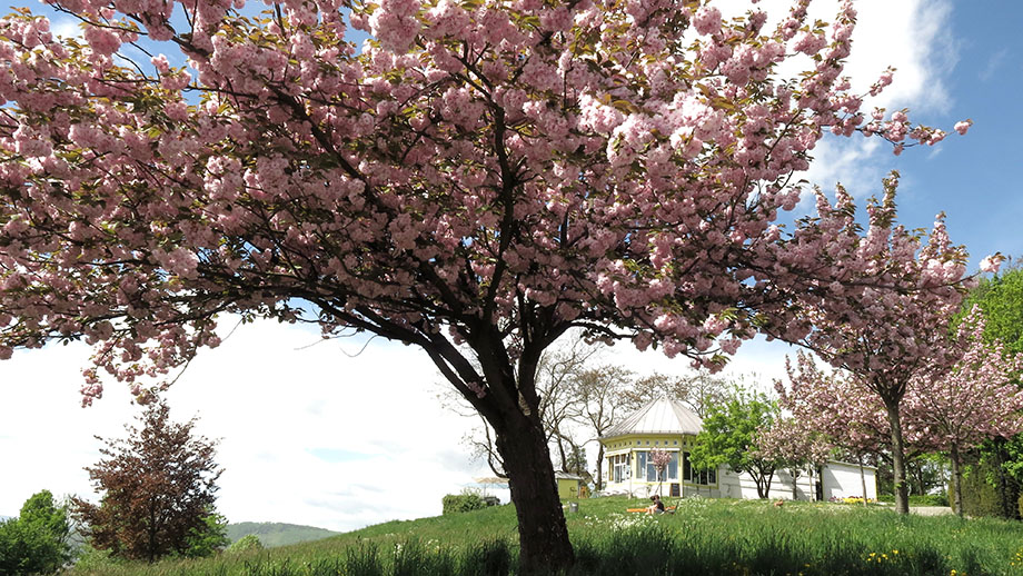 Rosenhain, Franzosenkreuz und die Ferdinandshöhe Stadtportal der